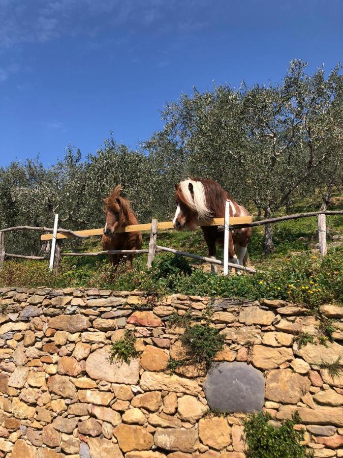 Olive House Tuscany - Zona Pisa Calci Exterior photo