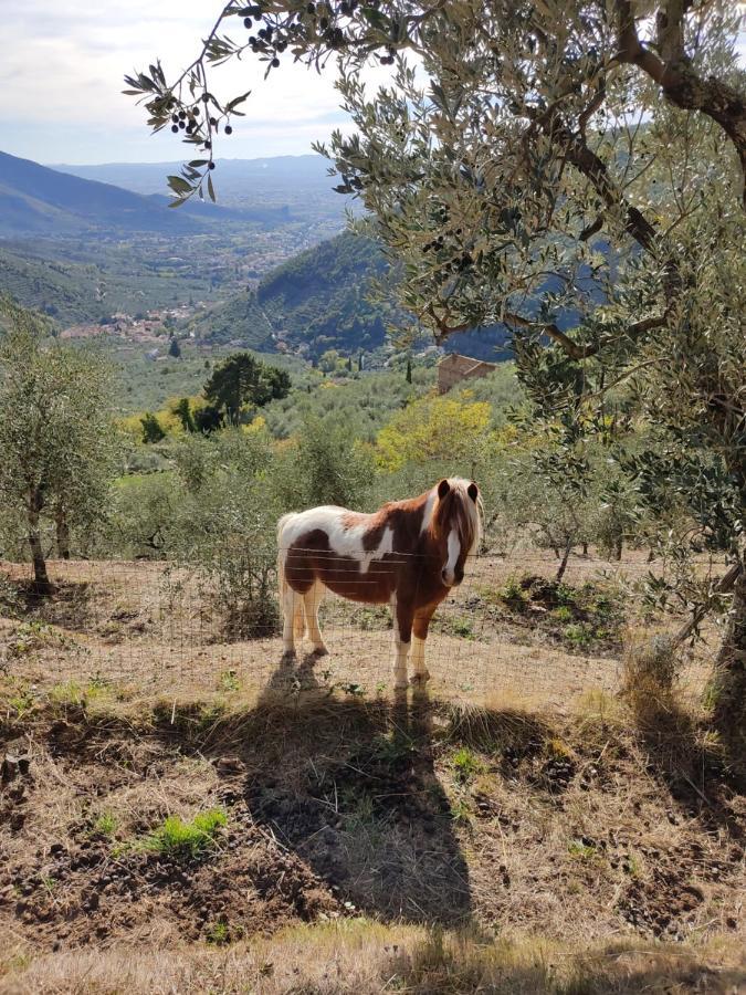 Olive House Tuscany - Zona Pisa Calci Exterior photo